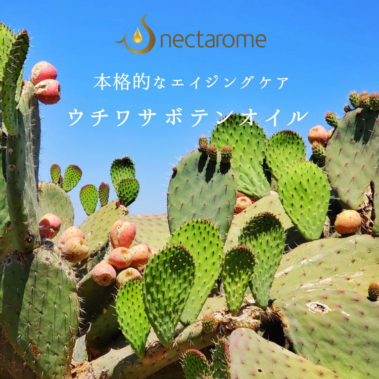 【NECTAROME / ネクタローム】【サロン用】オーガニック・ウチワサボテンオイル 1L 308,000円